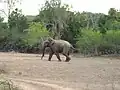 Elephant bull at Lunugamvehera
