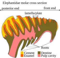 Cross section of an elephant molar along the long axis of the tooth