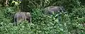 Herd of wild elephants
