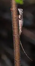 Lateral view