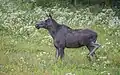Elk (A. alces alces), cow, Oppdal, Norway