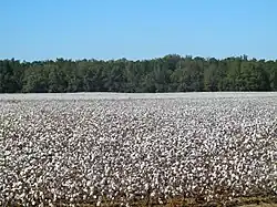 Panoramic view of one of many cotton fields surrounding the town and nearby areas