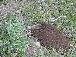Gray vole