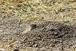 Gray and brown vole