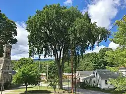 The last American elm tree in downtown Adams is located at the former St. Mark's Episcopal Church on Commercial Street. The church was built in 1881.[29]