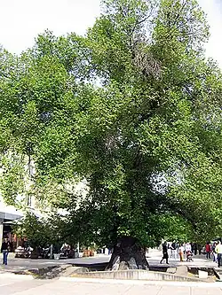 Another angle of The Old Elm before the infection by the Dutch Elm disease, taken at 2006