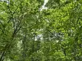 Forest canopy