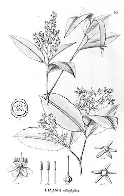 Illustration of Elvasia calophyllea