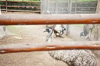 Emu