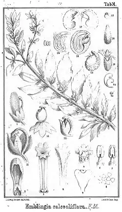 "botanical illustration"