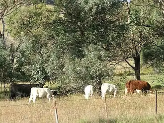 Embryo-transferred calves with their Aberdeen Angus and Hereford recipient dams