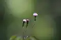 Emilia sonchifolia in South East Asia