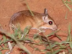 Brown and white gerbil
