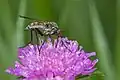 Empis tessellata