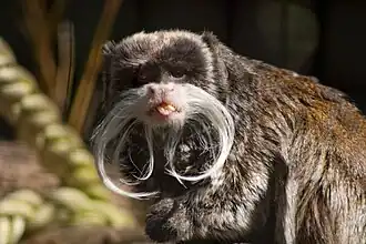 Emperor tamarin