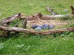 Nest and eggs