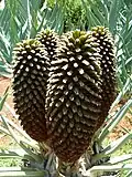 Cone