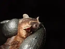 Brown bat