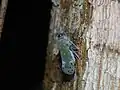 Enchophora leae, Perú