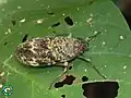 Enchophora recurva, Brasil