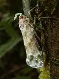 Enchophora sanguinea, Panamá