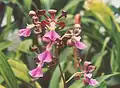 Encyclia cordigera inflorescence