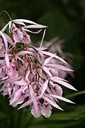 Encyclia adenocaula flowers