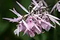 Encyclia adenocaula flowers