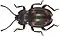 Brachytrycherus bipunctatus.jpg