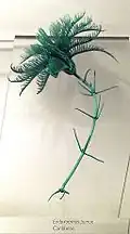 Endoxocrinus parrae (Balanocrinidae)