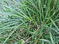 Tillers