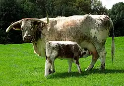 cow with suckling calf