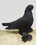 English Long-faced Muffed Black Tumbler