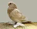 English Long-faced Muffed Yellow Tumbler