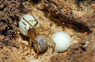 female E. molesta with egg sacs