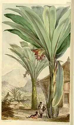 Ethiopian banana trees towering over huts and people