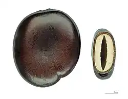 Seed, entire and cross-section