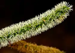 Flower spike