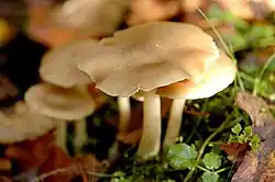 Group growing