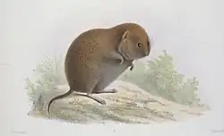 Drawing of brown vole