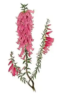 Victoria: pink heath