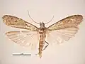 Male, dorsal view
