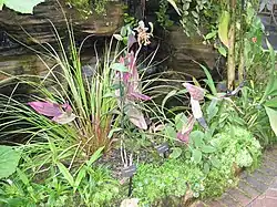 Both orchids found in Ecuador, E. embreci and Sobralia madisonii