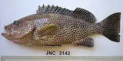 Epinephelus chlorostigma or "mouwo" is also a host of Microcotyle mouwoi
