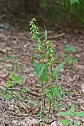 Epipactis phyllanthes