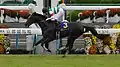 Winning the Kikuka-sho