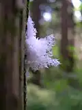 Cocoon