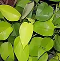 'Neon' cultivar