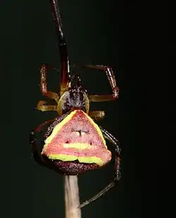 female