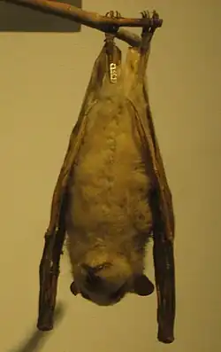 Brown bat
